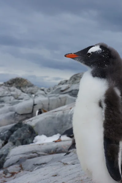 Antarktika'daki penguen — Stok fotoğraf