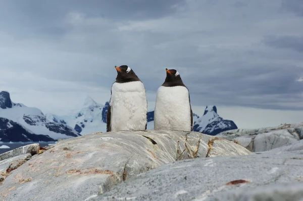 Antarktika'daki penguen