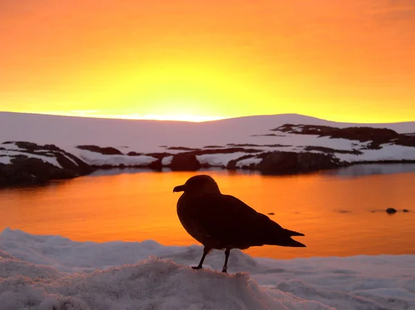 Ave antártica — Fotografia de Stock