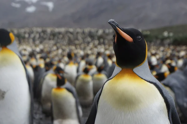 Kung pingvin — Stockfoto