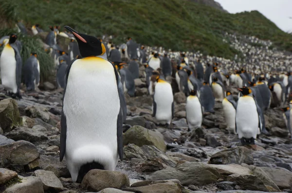 Koning pinguïn — Stockfoto