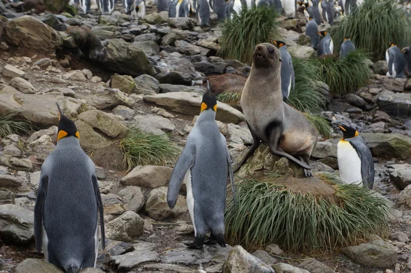 Rei Pinguim — Fotografia de Stock