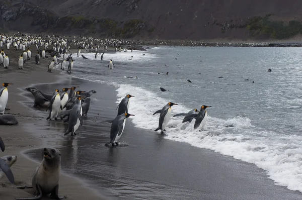 Pingüino Rey — Foto de Stock