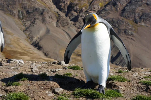 Kral penguen — Stok fotoğraf