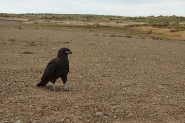 Oiseau de proie — Photo