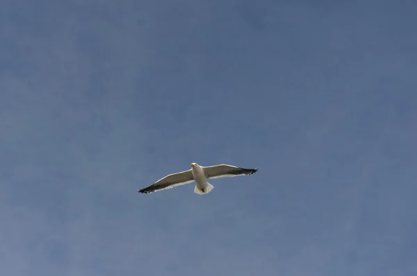 Gulls in the sky — Stok fotoğraf