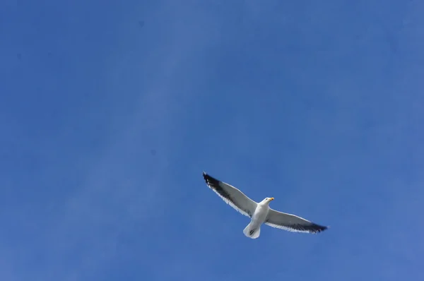 Gulls in the sky — Stock Photo, Image