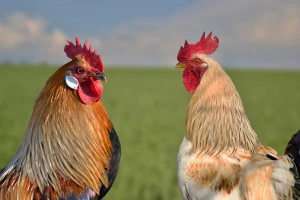 Dos gallos uno contra el otro en el campo —  Fotos de Stock