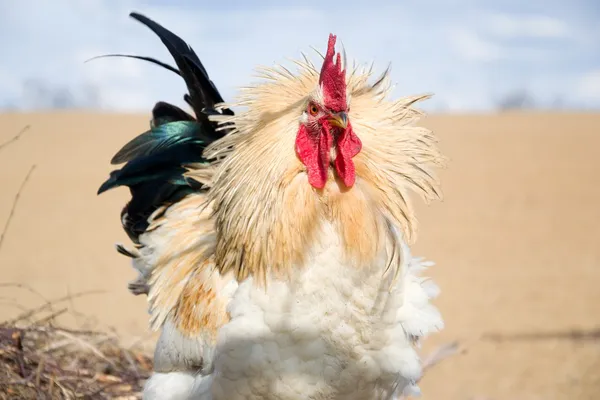 Gallo en el campo —  Fotos de Stock