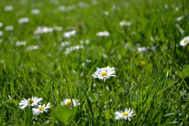 Çimlerde papatyalar