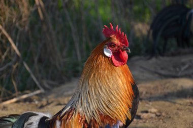 geleneksel bir slovak çiftlik horozu