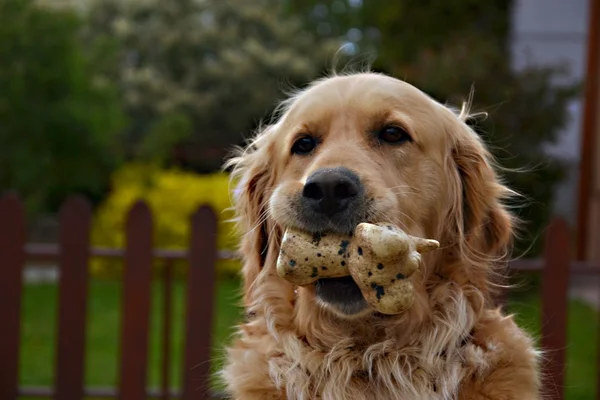 köpek oyuncak ağız ile
