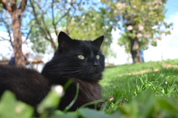 Bahçede oturan siyah chantilly kedi — Stok fotoğraf