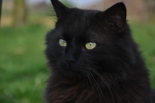 Gatto nero chantilly che fissa l'ignoto — Foto Stock