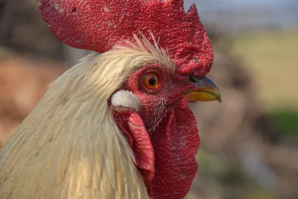 Gallo en una granja tradicional eslovaca —  Fotos de Stock