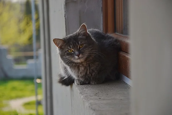 Katze am Fenster — Stockfoto