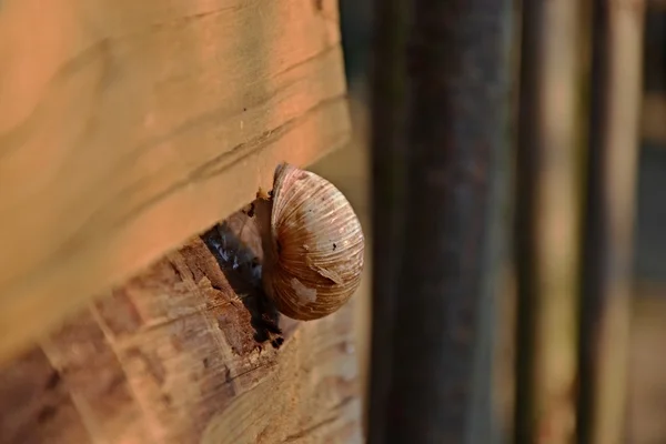 Caracol em madeira — Fotografia de Stock