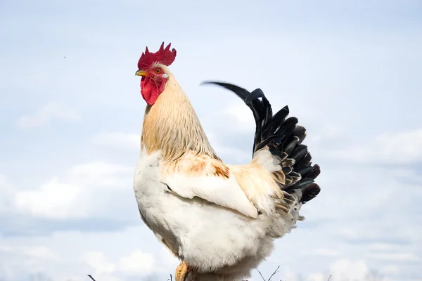 在一个传统的斯洛伐克农场的公鸡 — 图库照片