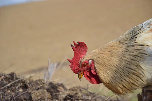 Gallo en una granja tradicional eslovaca —  Fotos de Stock