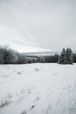 Kış karı uzun beyaz ağaçlarla kaplıydı. Kış zamanı donmuş ve soğuk ormanın ideal manzarası..