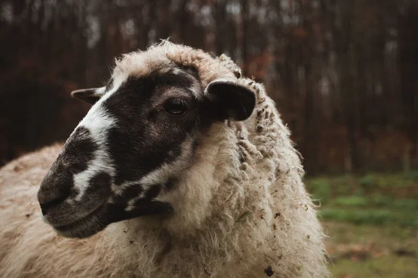 Närbild Porträtt Vackra Och Söta Vita Får Som Står Den — Stockfoto