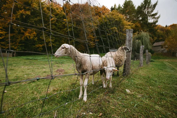 Portrét Krásných Roztomilých Bílých Ovcí Stojících Zelené Louce Lesa Volný — Stock fotografie