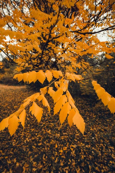 Japonya 'da sonbahar mevsimi boyunca doğal arka planda turuncu ve sarı yaprakları kapatın..