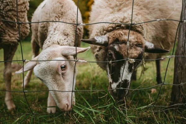 Portrait Beautiful Cute White Sheeps Standing Green Meadow Forest Free — Stock Photo, Image