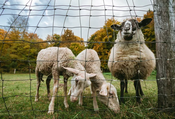 美しいとかわいい白い羊の肖像画は 無料の範囲 の近くの緑の牧草地に立って カメラにポーズ 羊は秋の間に柵で牧草地で給餌しています — ストック写真