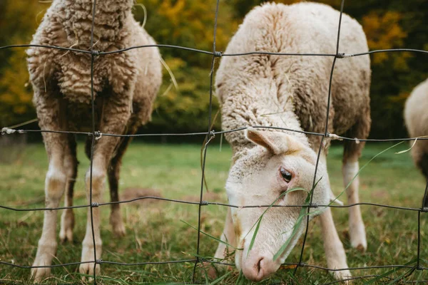 Porträtt Vackra Och Söta Vita Får Står Den Gröna Ängen — Stockfoto