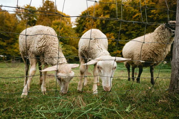 美しいとかわいい白い羊の肖像画は 無料の範囲 の近くの緑の牧草地に立って カメラにポーズ 羊は秋の間に柵で牧草地で給餌しています — ストック写真