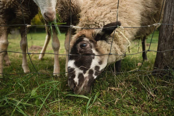 森の近くの緑の牧草地 無料の範囲 に立って カメラにポーズを美しくかわいい白い羊の肖像画を閉じます 羊は秋に柵で牧草地に餌をやっています — ストック写真