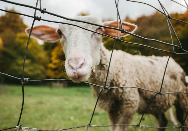 Närbild Porträtt Vackra Och Söta Vita Får Som Står Den — Stockfoto