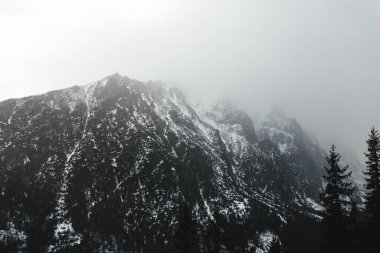 Sisli ve sisli havada güzel ve dev karlı dağlar - kış zamanı. Önünde çam ağaçları olan dağların zirveleri.