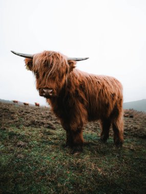 Soğuk havalarda İskoç İskoç sığırlarının portresi. Sonbahar zamanı. Güzel Highland Sığırları yeşil çayırda dikilip kameraya bakıyor. Sevimli İskoç sığırları.