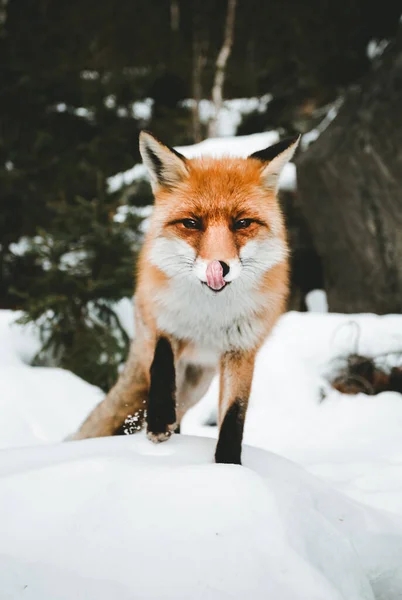 雪に覆われた森の中で美しい毛皮のキツネの肖像画は 探してカメラにポーズ 丘の上に立つかわいいオレンジのキツネ 野生動物の概念 — ストック写真