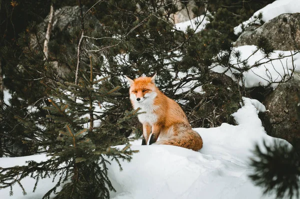Portret Pięknego Futrzastego Sennego Lisa Pokrytym Śniegiem Lesie Siedzącego Cieszącego — Zdjęcie stockowe