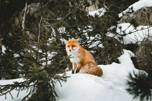 Portrait Beau Renard Poilu Endormi Dans Forêt Enneigée Assis Heureux — Photo