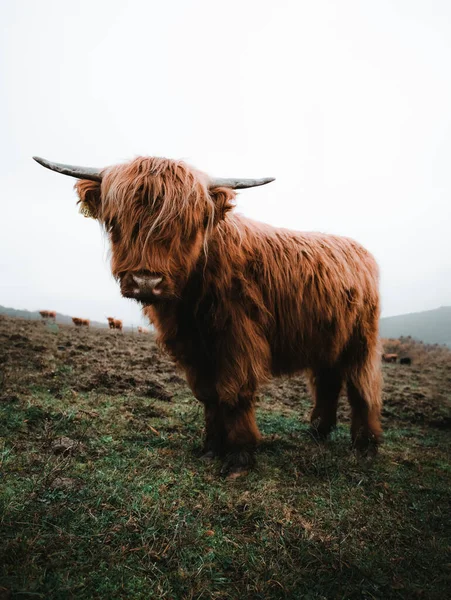 Soğuk havalarda İskoç İskoç sığırlarının portresi. Sonbahar zamanı. Güzel Highland Sığırları yeşil çayırda dikilip kameraya bakıyor. Sevimli İskoç sığırları.
