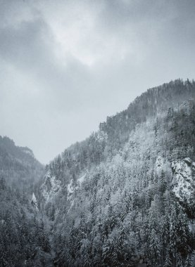 Sisli ve sisli havada güzel ve dev karlı dağlar - kış zamanı. Önünde çam ağaçları olan dağların zirveleri.