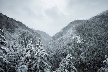 Sisli ve sisli havada güzel ve dev karlı dağlar - kış zamanı. Önünde çam ağaçları olan dağların zirveleri.