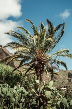 Arka planda tepeler ve kayalar olan yeşil palmiye ağacının dikey fotoğrafı. Güneşli bir günde rüzgarlı havada tropik palmiye.