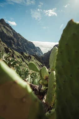 Dikey fotoğraf - Opuntia microdasys melek kanatlarını kapatın ya da arka planda tepeler ile vahşi doğada kaktüs tavşan kulakları. 