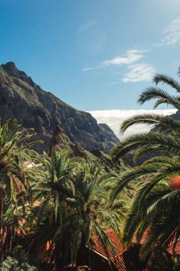 İspanya, Tenerife 'deki güzel Masca köyünün dikey fotoğrafı. Kanarya Adaları 'nda bulutlu gökyüzü olan palmiye ağaçları ve yeşil tepelerin panoramik manzarası.