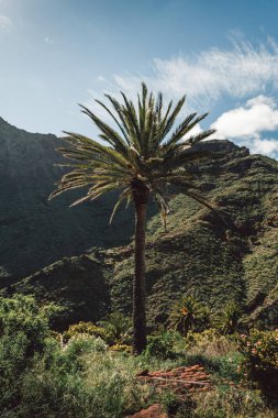 Arka planda tepeler ve kayalar olan yeşil palmiye ağacının dikey fotoğrafı. Güneşli bir günde rüzgarlı havada tropik palmiye.
