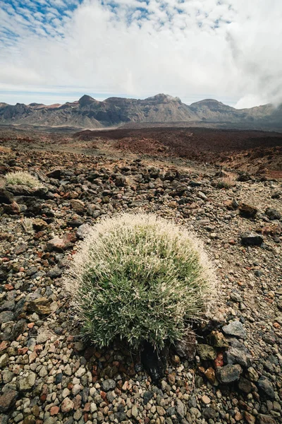 Boş ve kuru volkanik manzara fotoğrafı - Tenerife 'de çöl (Pico del Teide). Arka planda yüksek dağlar ve tepeler olan çalılıkların dikey görüntüsü.