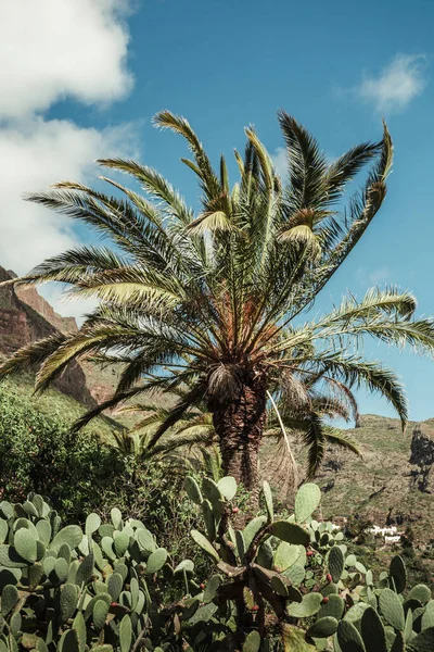 Arka planda tepeler ve kayalar olan yeşil palmiye ağacının dikey fotoğrafı. Güneşli bir günde rüzgarlı havada tropik palmiye.