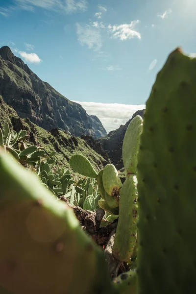 Dikey fotoğraf - Opuntia microdasys melek kanatlarını kapatın ya da arka planda tepeler ile vahşi doğada kaktüs tavşan kulakları. 