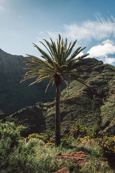Arka planda tepeler ve kayalar olan yeşil palmiye ağacının dikey fotoğrafı. Güneşli bir günde rüzgarlı havada tropik palmiye.