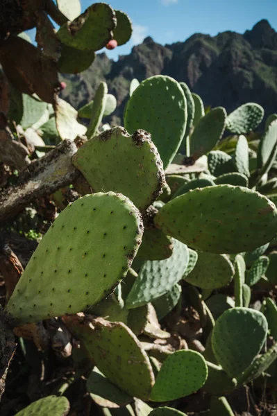 Dikey fotoğraf - Opuntia microdasys melek kanatlarını kapatın ya da arka planda tepeler ile vahşi doğada kaktüs tavşan kulakları. 